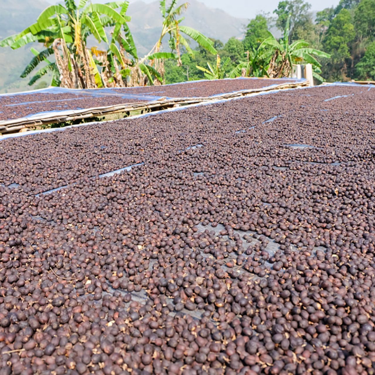dried-coffee-natural